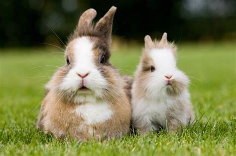兔子生肖配对 適合在家種的植物